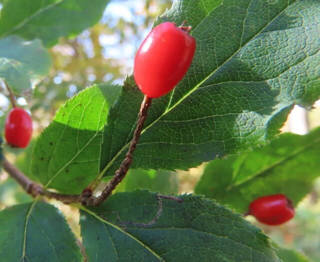 高ボッチ高原・鉢伏山の植物　カマツカ（鎌柄）の梨状果　ナシ状果