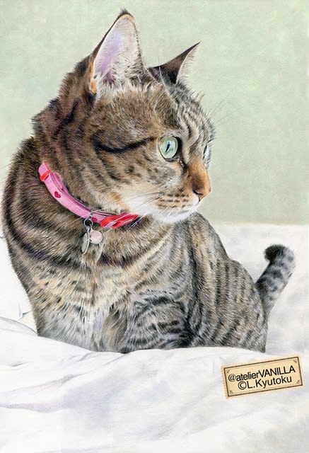 猫のイラスト（色鉛筆画） - ::atelier VANILLA blog::