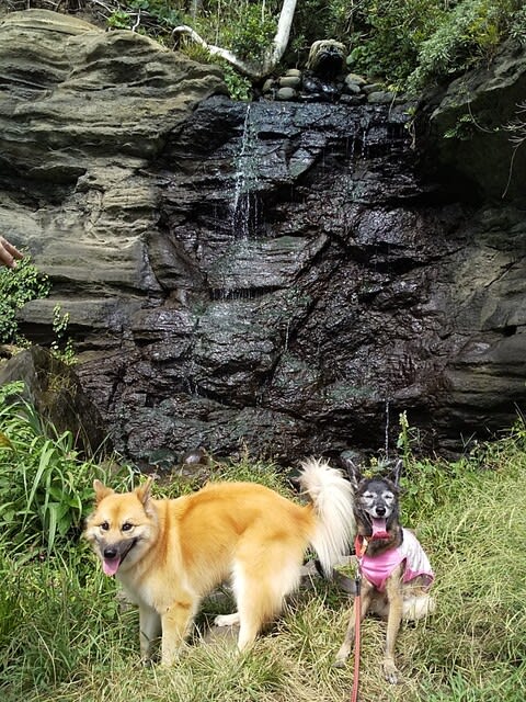 愛犬との旅行 のブログ記事一覧 雑種犬 風 ふう のひとりごと 愛犬との旅行 のブログ記事一覧 雑種犬 風 ふう のひとりごと