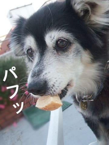 ミント 緑茶 リフレッシュ 犬のいない生活なんて 忘れちゃった