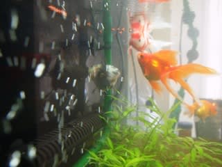 胡麻塩だって水に浮くよね 調味料だもの 金魚スパート