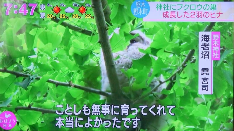 テレビで 栃木県野木神社の フクロウの雛の巣立ち を報じていた 比企の丘