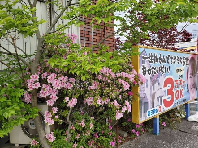 サンブランドハウス高知東店の花の写真です | 高知で月々三万円で新築一戸建てを建てるならサンブランドハウス
