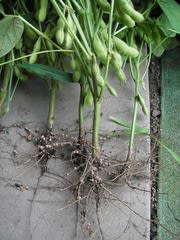 枝豆と根粒菌の関係 無農薬 自然菜園 自然農法 自然農 で 自給自足life 持続可能で豊かで自然な暮らしの分かち合い
