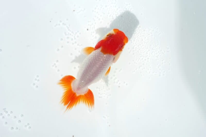 趣味のいきもの飼育雑記