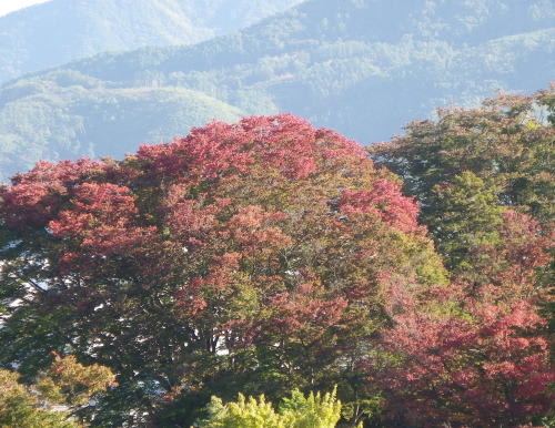 松本神社の欅の紅葉