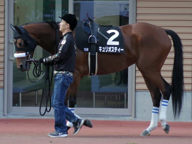 認定厩舎 麦わら海賊版が往く