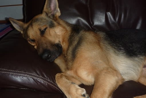 Image result for German Shepherd 犬 私のベッドで眠っている