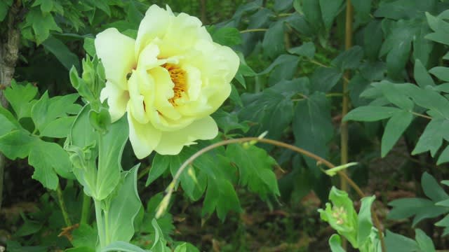 金剛寺の花 最終編 名残りの牡丹 芍薬も カフェテラス