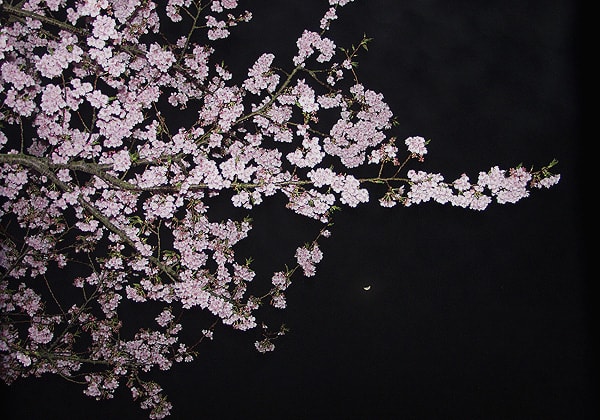 「夜桜⑤」