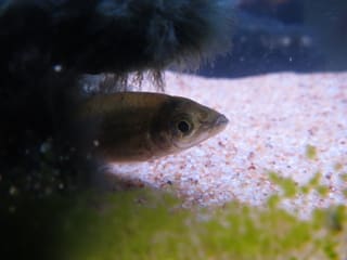 モツゴの隠れ家 生き物観察日記