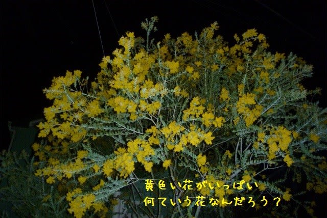 大きな黄色い花の木 名前は Rush通信