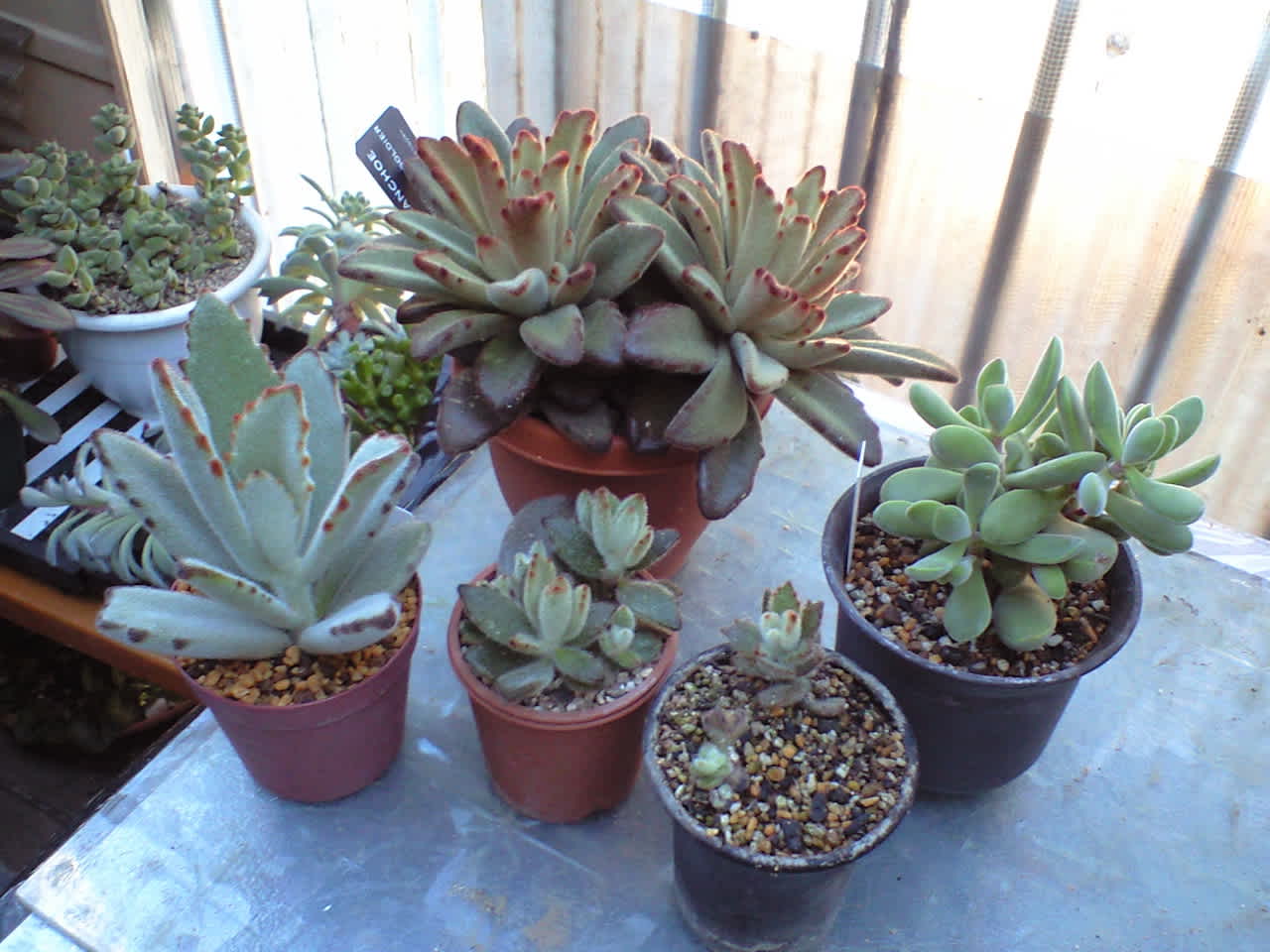 コンパクトに育つ チョコレートソルジャー 新へそ曲がりおじさんの花便り 旧へそ曲がりおじさんの へそ曲がりなオカヤドカリ飼育法