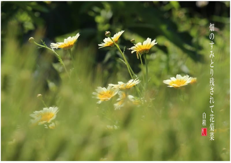 菊菜の花と春菊の花 詩と短歌集 Photo Poem 雪割一華 ゆきわりいちげ