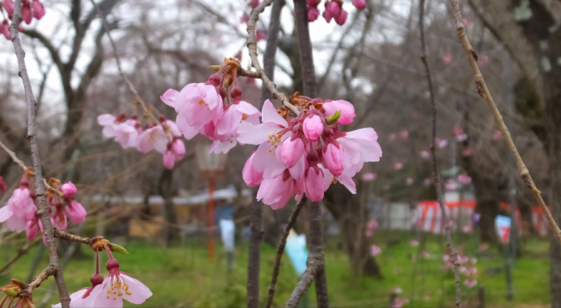 平野神社魁桜見頃開始 千本釈迦堂阿亀桜開花 3 31 京都で定年後生活