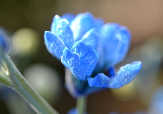 青いストックの花 らい君とわたしのさんぽ道