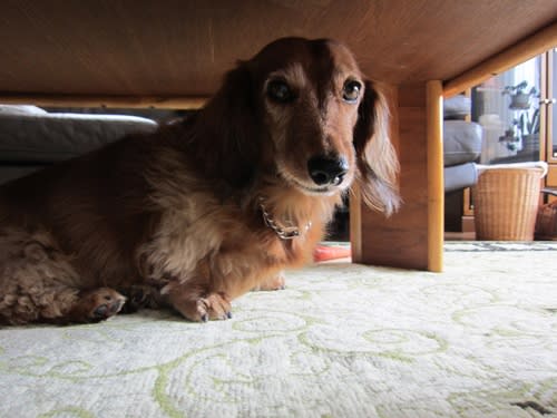 こてちゃんがやってきた デブダックスだす