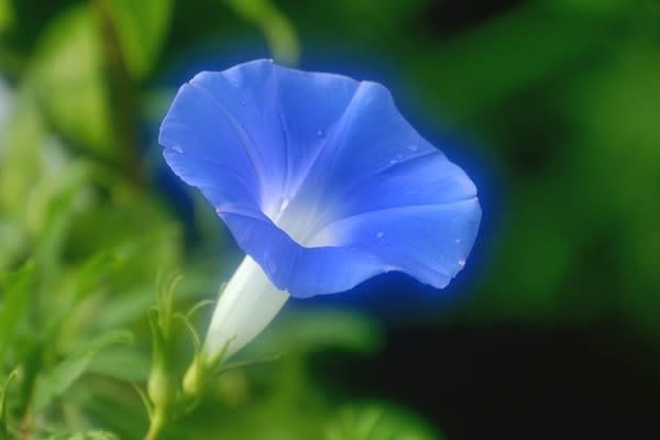 背中を押してくれた朝顔 お花大好き 背中を押してくれた朝顔 お花大好き