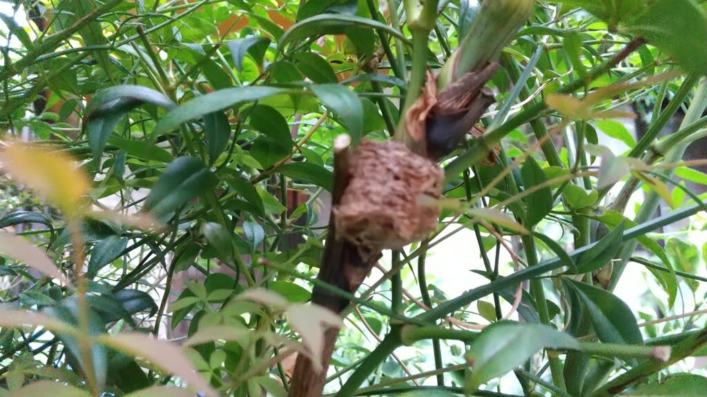 巣 蟷螂 の 福光村昆虫記（カマキリの卵）
