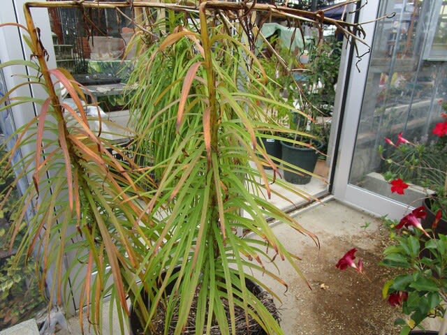 家庭菜園 のブログ記事一覧 3ページ目 小さな森の薔薇 家庭菜園 のブログ記事一覧 3ページ目 小さな森の薔薇