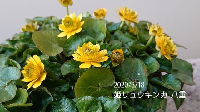 165円 SALE 八重姫リュウキンカ 山野草