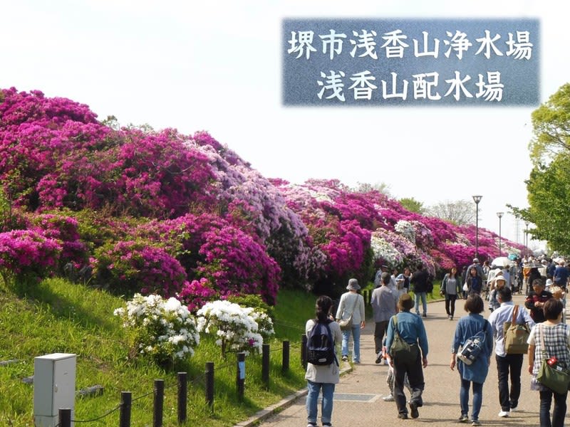 つつじまつり ２０１９ 旧浅香山浄水場 富田林百景 とんだばやし とその周辺の魅力を発信