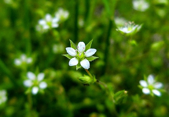 花と徒然なるままに 13ページ目