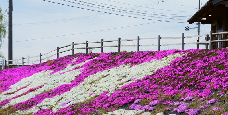 小松市 ロードパークア なかうみの里 芝桜とチューリップ 金沢から発信のブログ 風景と花と鳥など