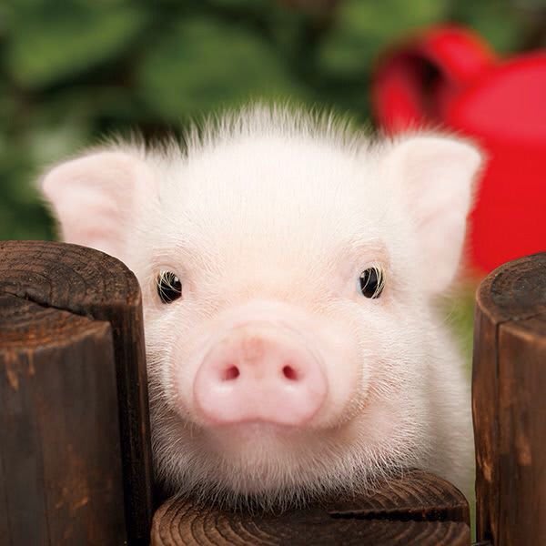 癒し画像 飼ってやれば 子豚だってとてもかわいいんだろうな のんきに介護