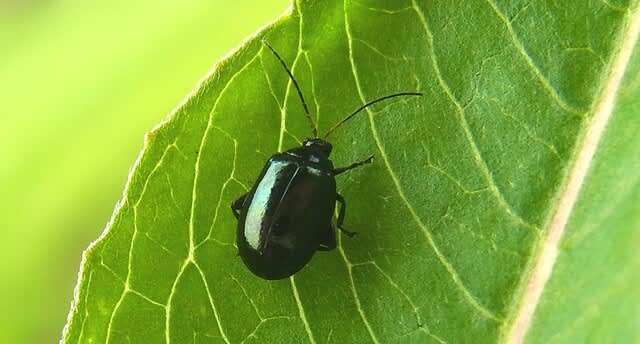 ヒゲナガルリマルノミハムシ 新ハムシリーズ第18弾 私魚人 あいうおんちゅ 定年親父の魚三昧 タナゴ仕掛けとガサで出会った魚たち