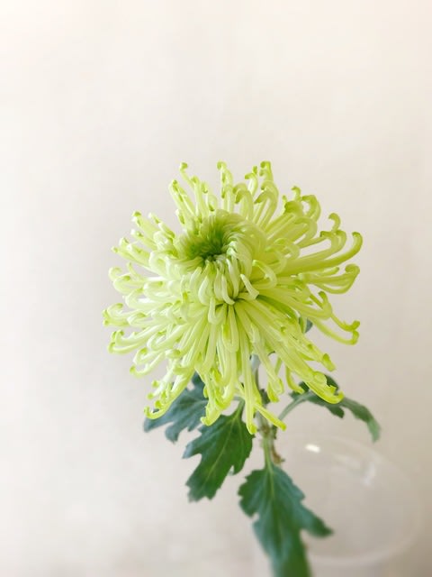 アナスタシア 花のある生活