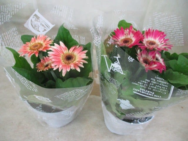 ガーベラ4寸鉢のミニを入荷致しました 自宅用 神奈川県 茅ケ崎市の花屋 さんこう生花店 のgooブログ