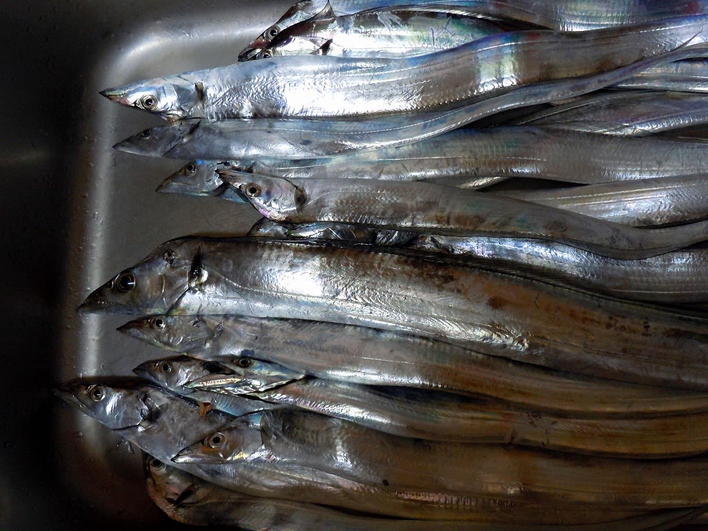 今日の釣りの画像