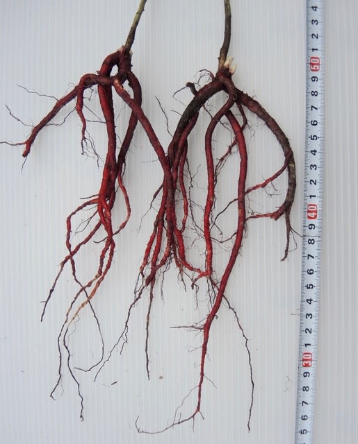 紫根の根2株