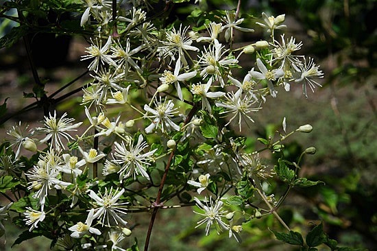 リュウキュウボタンヅルの花 MIRACLE NATURE奄美大島の自然