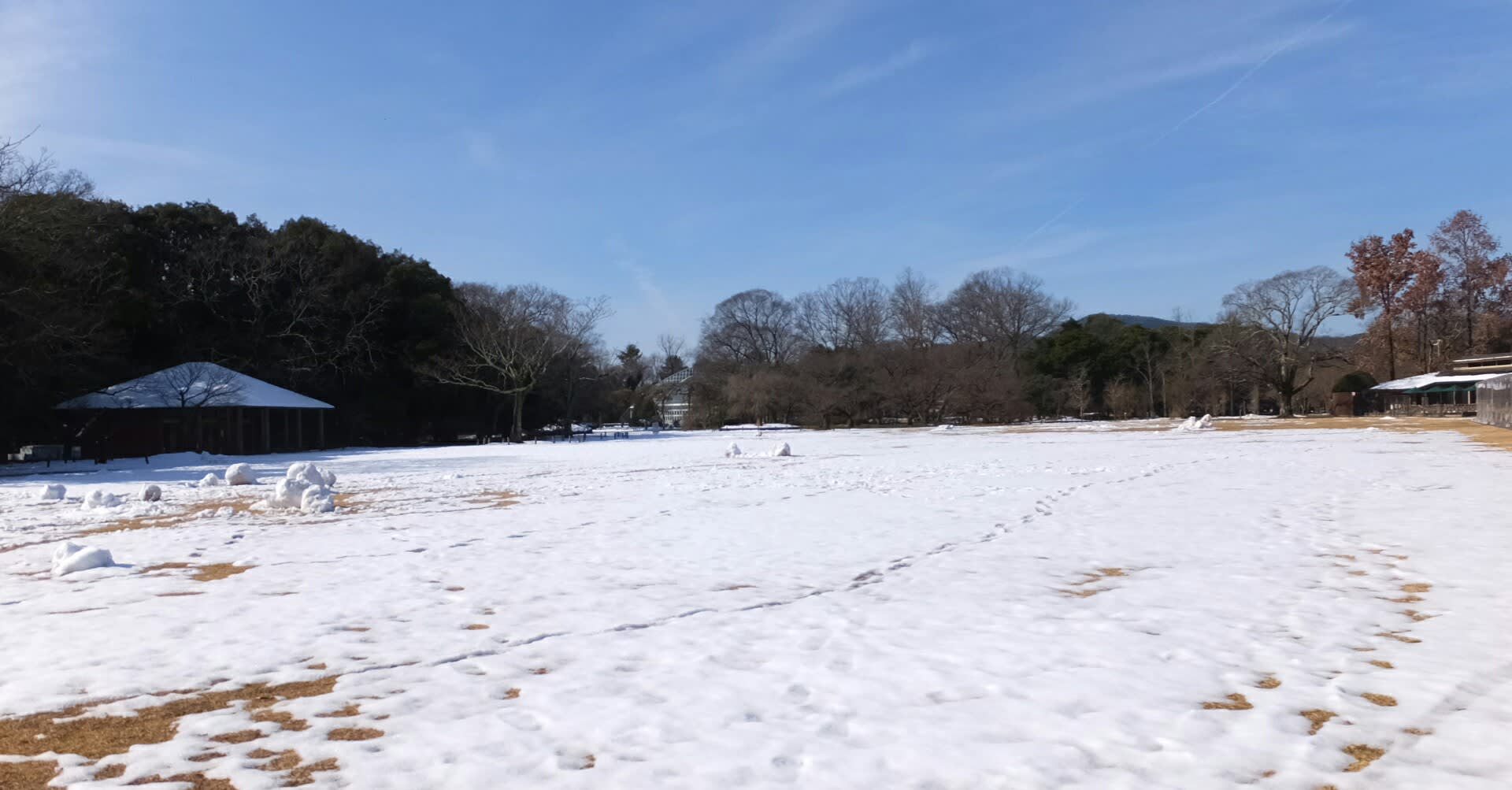 雪のあとフキノトウがでました 京都で定年後生活