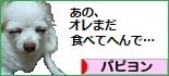 にほんブログ村 犬ブログ パピヨンへ