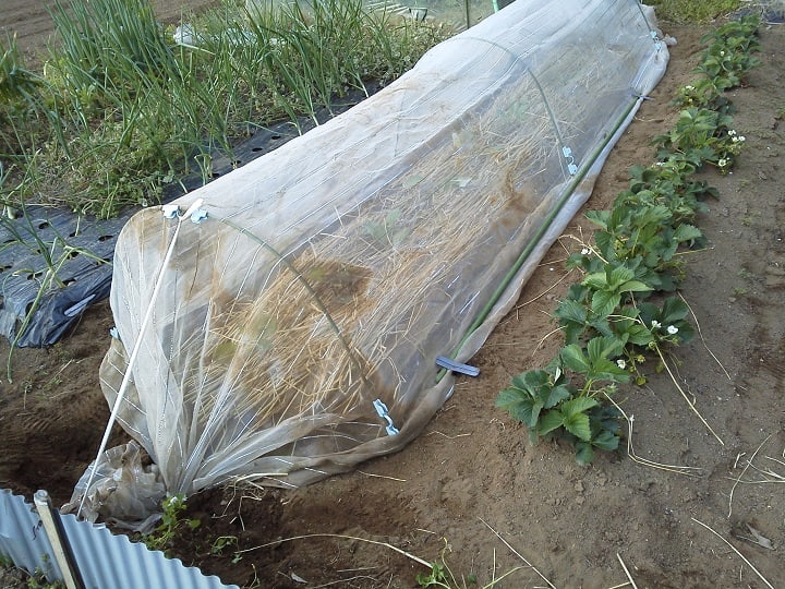 ５月１日 定植したキャベツに防虫ネットを施しました ビギナーの家庭菜園