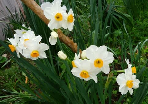 熊本は 昨日から雨 口紅水仙が咲きましたが てるみんのニットカフェ