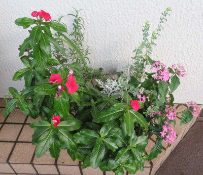 11月の寄せ植え鉢 N 夏の花ニチニチソウとペンタスが元気 niwa niha hana 庭には花 11月の寄せ植え鉢 N 夏の花ニチニチソウとペンタスが元気 niwa niha hana 庭には花