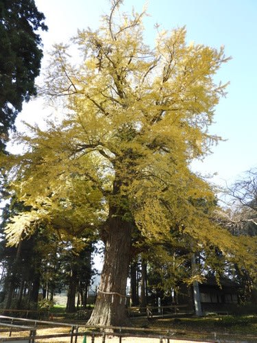 イチョウの木