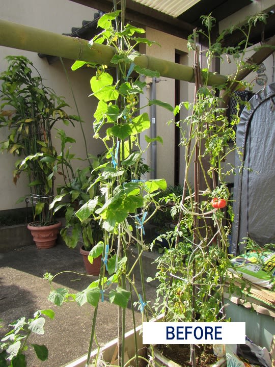 ９月１日 プランター栽培のキュウリ２回目の蔓下し ビギナーの家庭菜園