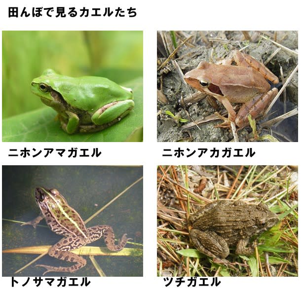 田んぼのカエル 野生生物を調査研究する会活動記録