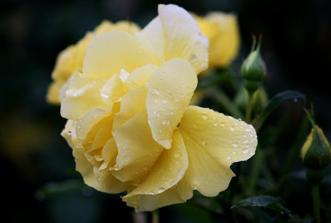 雨のミササガの薔薇の画像