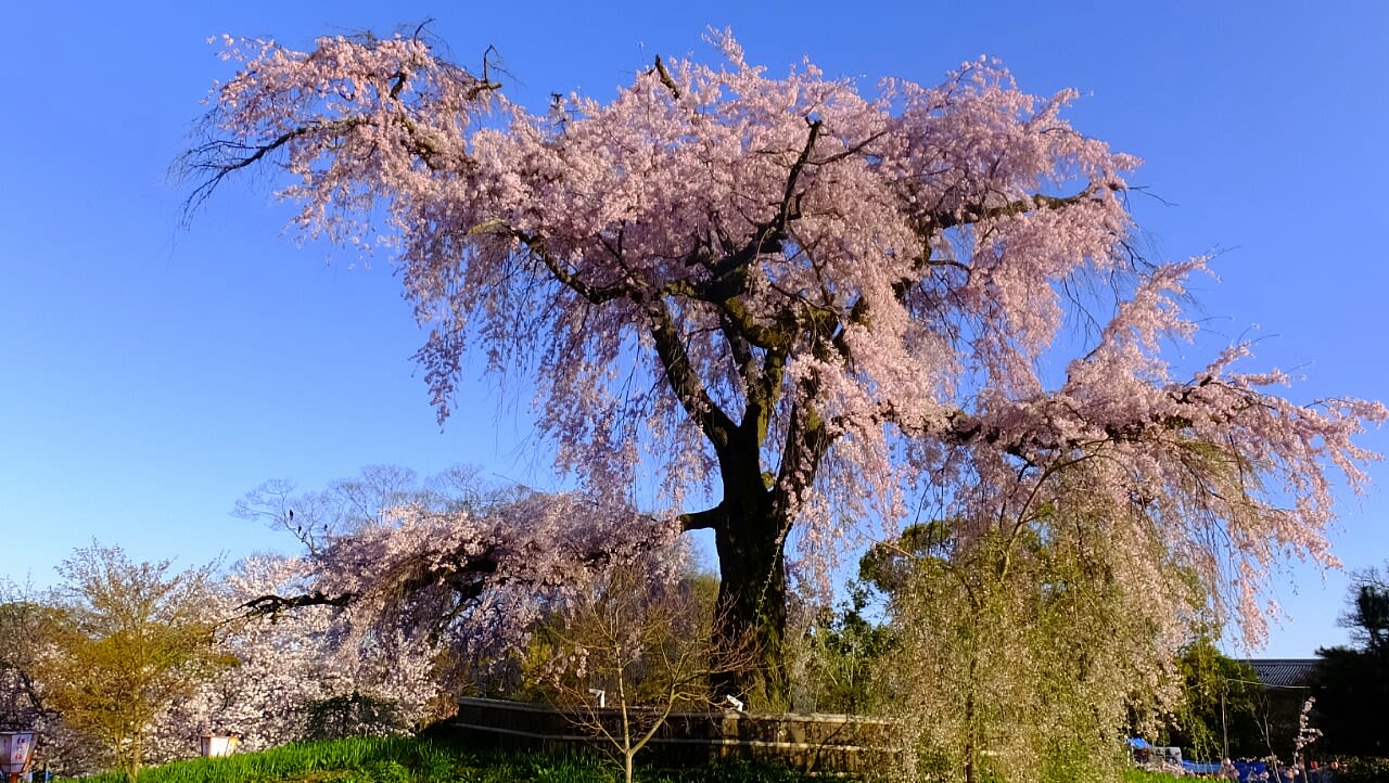 円山公園祇園大枝垂れ 京都で定年後生活