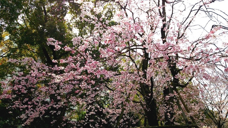 大通り公園の歌丸桜