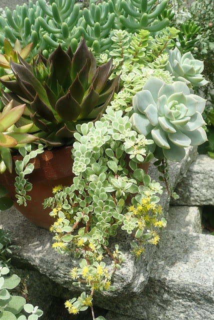 【変形石鉢・苔鉢・寄せ植え鉢・多肉植物鉢２個】オブジェ・庭石・置物・ガーデニング 変形石鉢・苔鉢・寄せ植え鉢・多肉植物鉢2個】オブジェ・庭石