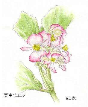 実生ベコニアの花 イラスト 花を描いたポストカード