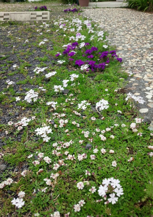 ５月 花 いっぱいグランドカバー 雑木と宿根草とクレマチスの小さな庭づくり