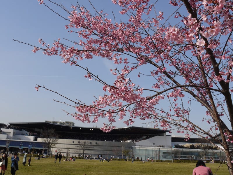 京都の桜 梅小路公園 京都水族館 12 03 29 まじくんママのぷち旅ぶろぐ 京都の桜 梅小路公園 京都水族館 12 03 29 まじくんママのぷち旅ぶろぐ